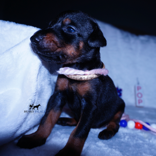 Champion Bloodlines - Euro Ty Lee 7